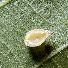 Caryomyia caryaecola