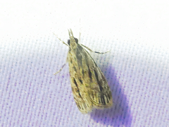 Eudonia strigalis