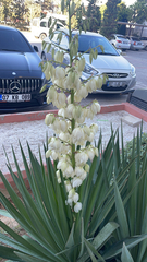 Yucca gloriosa