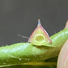 Caryomyia sanguinolenta