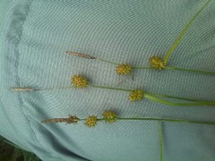 Carex lepidocarpa