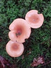 Paralepista flaccida