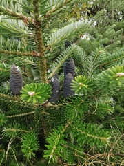 Abies koreana