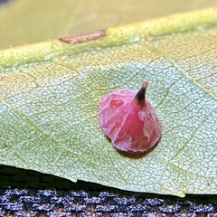 Caryomyia sanguinolenta