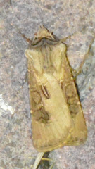 Agrotis clavis