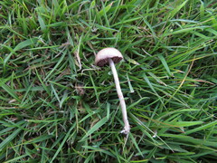 Protostropharia semiglobata