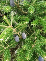 Abies koreana