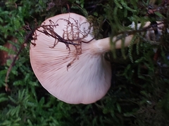 Paralepista flaccida