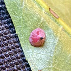 Caryomyia sanguinolenta