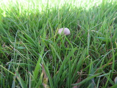 Protostropharia semiglobata