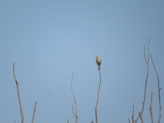 Emberiza calandra
