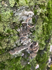 Trametes versicolor