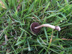 Protostropharia semiglobata