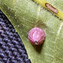 Caryomyia sanguinolenta