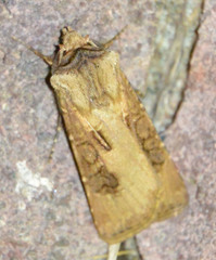 Agrotis clavis