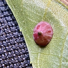 Caryomyia sanguinolenta