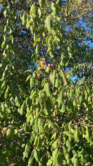Prunus mexicana