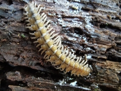 Polydesmus complanatus