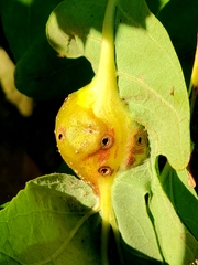 Andricus quercuspetiolicola