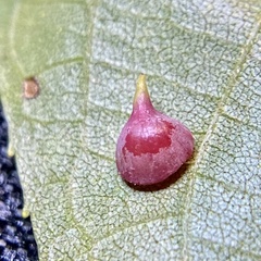 Caryomyia sanguinolenta