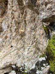 Gagea serotina