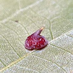 Caryomyia sanguinolenta