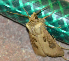 Agrotis clavis
