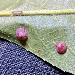Caryomyia sanguinolenta