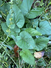 Viola hirta