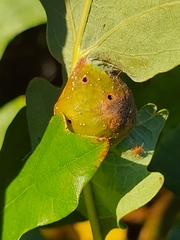 Andricus quercuspetiolicola
