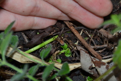 Hygrolycosa rubrofasciata
