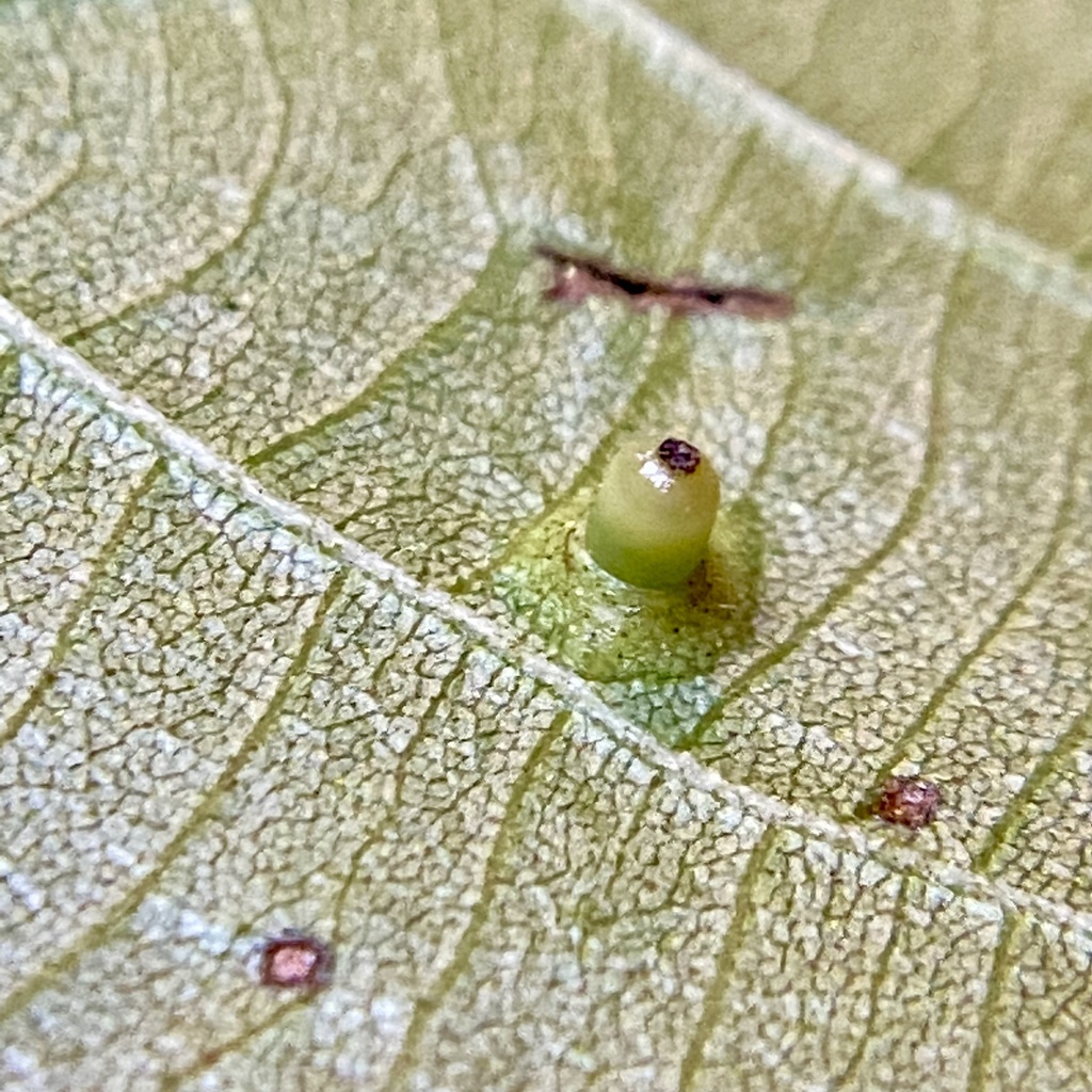 hickory-bullet-gall-midge-from-national-institutes-of-health-bethesda