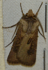 Agrotis clavis