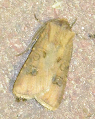 Agrotis clavis