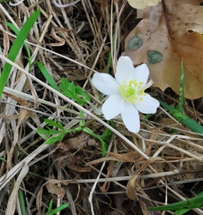 Anemonoides nemorosa