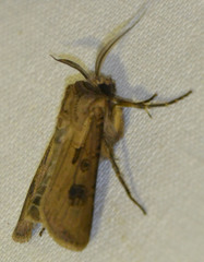 Agrotis clavis