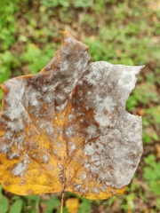 Erysiphe liriodendri