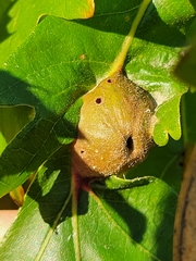 Andricus quercuspetiolicola