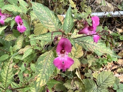 Impatiens glandulifera