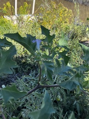 Datura quercifolia