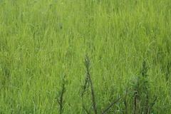 Passerina leclancherii