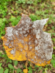 Erysiphe liriodendri