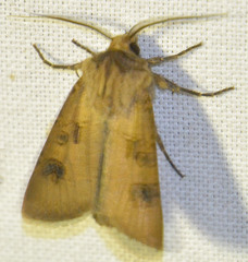 Agrotis clavis
