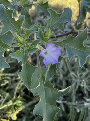 Datura quercifolia
