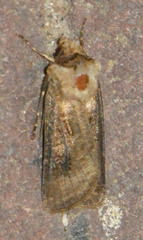 Agrotis clavis