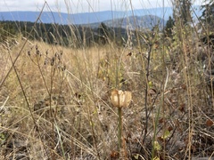 Fritillaria affinis