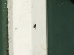 Muscoidea