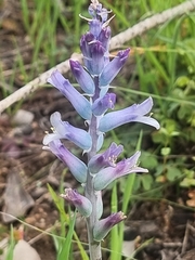 Lachenalia orchioides