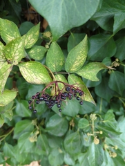 Sambucus nigra