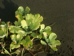 Pistia stratiotes